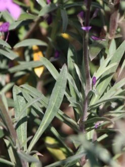 Goldlack 'Bowles Mauve' 16 Goldlack 'Bowles Mauve' -Edelrosen Geschaft goldlack bowles mauve m058502 w 4