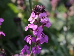 Goldlack 'Bowles Mauve' 23 Goldlack 'Bowles Mauve' -Edelrosen Geschaft goldlack bowles mauve m058502 w 5