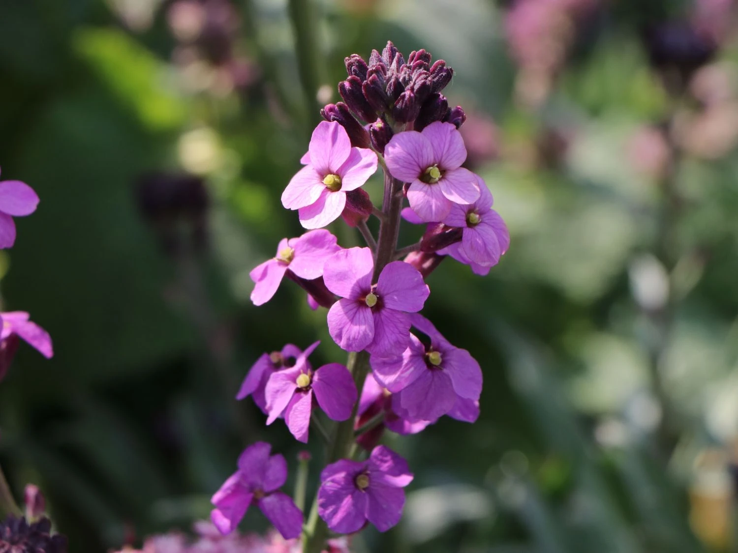 Goldlack 'Bowles Mauve' 12 Goldlack 'Bowles Mauve' – Bild 12