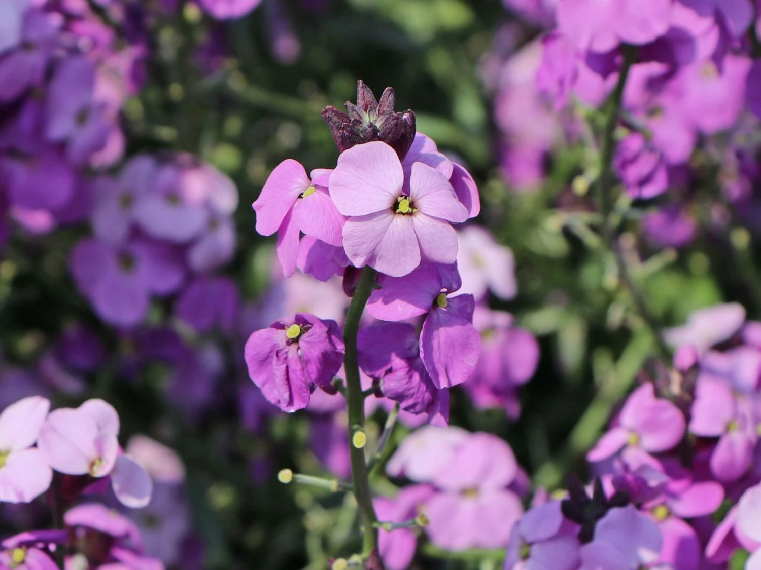 Goldlack 'Bowles Mauve' 7 Goldlack 'Bowles Mauve' – Bild 7