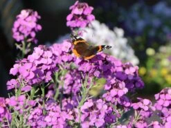 Goldlack 'Bowles Mauve' 17 Goldlack 'Bowles Mauve' -Edelrosen Geschaft goldlack bowles mauve m058502 w 7