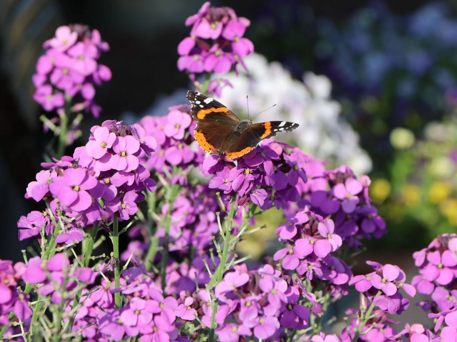 Goldlack 'Bowles Mauve' 6 Goldlack 'Bowles Mauve' – Bild 6