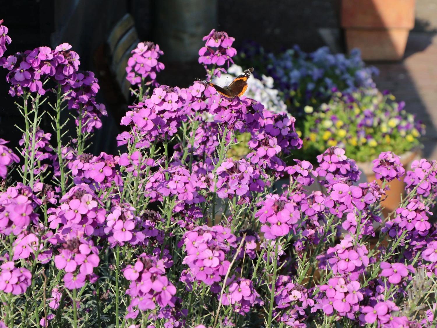 Goldlack 'Bowles Mauve' 10 Goldlack 'Bowles Mauve' – Bild 10