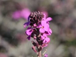 Goldlack 'Bowles Mauve' 22 Goldlack 'Bowles Mauve' -Edelrosen Geschaft goldlack bowles mauve m058502 w 9