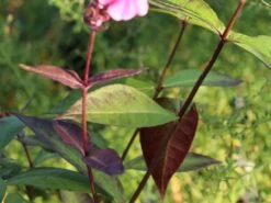 Großblättrige Flammenblume 'Winnetou' -Edelrosen Geschaft grossblaettrige flammenblume winnetou m102142 w 1