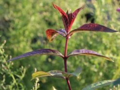 Großblättrige Flammenblume 'Winnetou' -Edelrosen Geschaft grossblaettrige flammenblume winnetou m102142 w 2