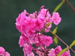 Großblättrige Flammenblume 'Winnetou' -Edelrosen Geschaft grossblaettrige flammenblume winnetou m102142 w 5