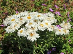 Großblumige Garten-Margerite 'Freak!' ®