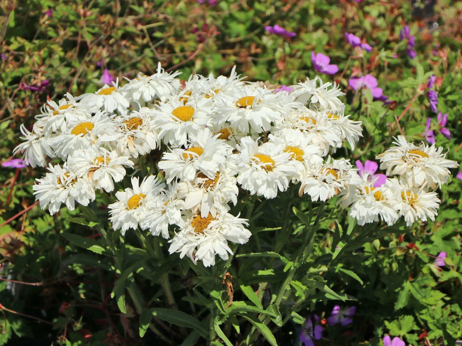 Großblumige Garten-Margerite 'Freak!' ® 1 Großblumige Garten-Margerite 'Freak!' ®