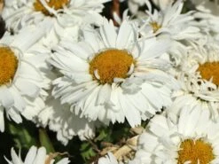 Großblumige Garten-Margerite 'Freak!' ® 7 Großblumige Garten-Margerite 'Freak!' ® -Edelrosen Geschaft grossblumige garten margerite freak m107556 w 0