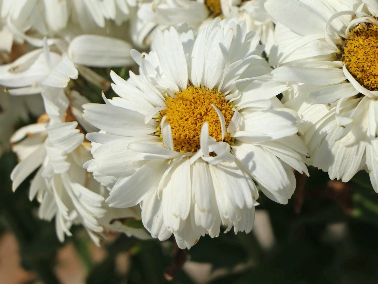 Großblumige Garten-Margerite 'Freak!' ® 2 Großblumige Garten-Margerite 'Freak!' ® – Bild 2