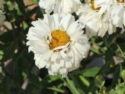 Großblumige Garten-Margerite 'Freak!' ® 6 Großblumige Garten-Margerite 'Freak!' ® -Edelrosen Geschaft grossblumige garten margerite freak m107556 w 2