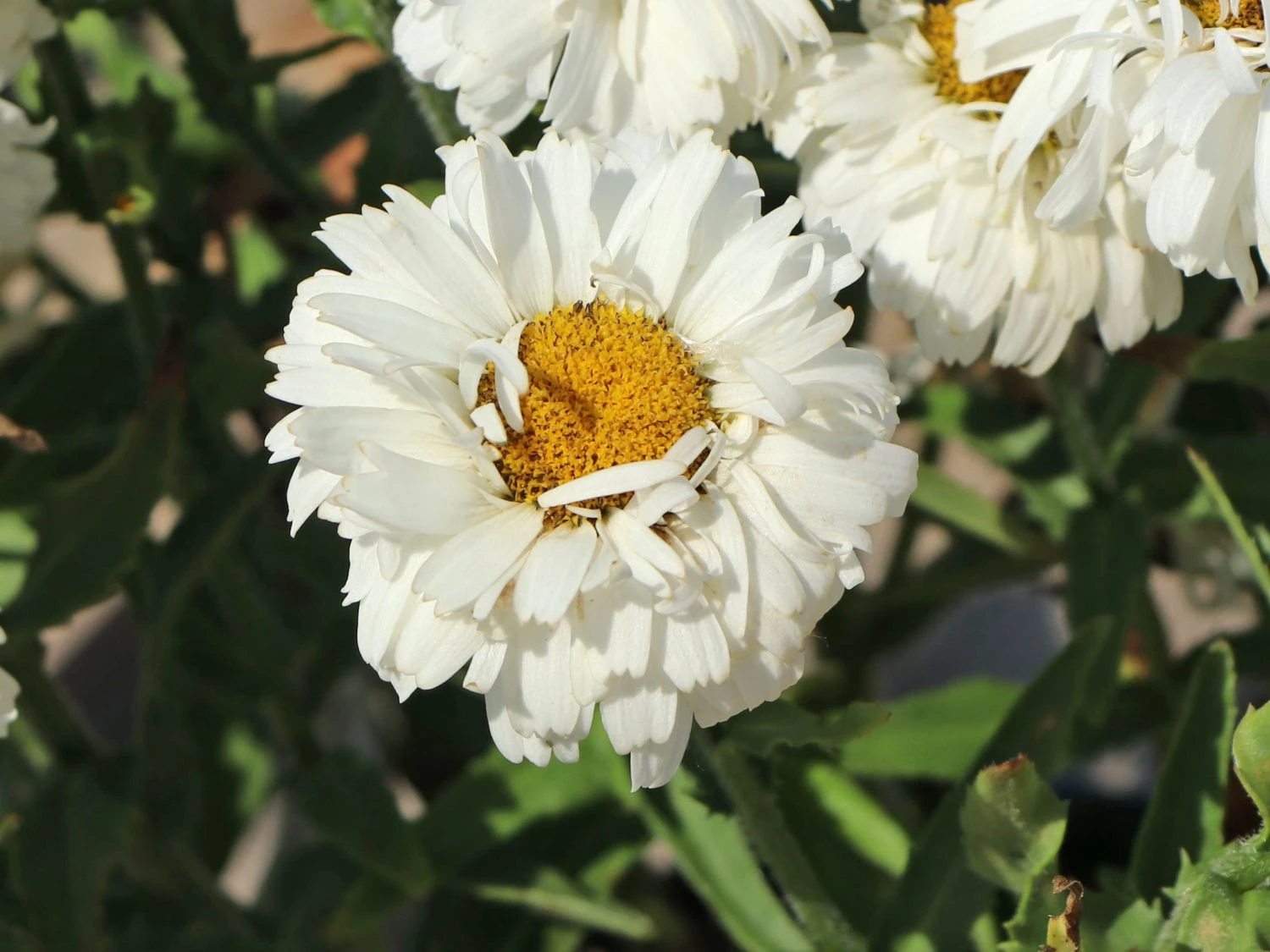 Großblumige Garten-Margerite 'Freak!' ® 3 Großblumige Garten-Margerite 'Freak!' ® – Bild 3