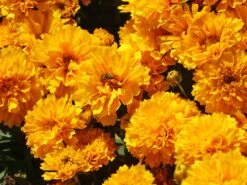 Großblumiges Mädchenauge 'Solanna Golden Sphere' -Edelrosen Geschaft grossblumiges maedchenauge solanna golden sphere m103554 w 2