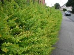 Grüne Heckenberberitze