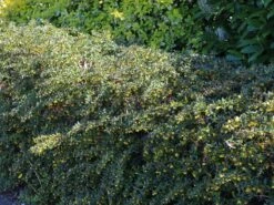 Grüne Heckenberberitze -Edelrosen Geschaft gruene heckenberberitze m006128 w 0