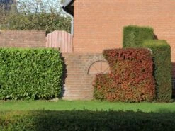 Grüne Heckenberberitze -Edelrosen Geschaft gruene heckenberberitze m006128 w 10