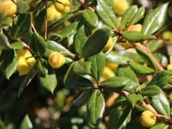 Grüne Heckenberberitze -Edelrosen Geschaft gruene heckenberberitze m006128 w 2