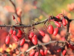 Grüne Heckenberberitze -Edelrosen Geschaft gruene heckenberberitze m006128 w 3
