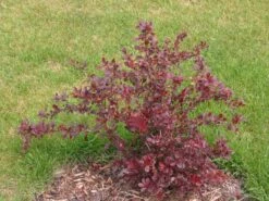 Grüne Heckenberberitze -Edelrosen Geschaft gruene heckenberberitze m006128 w 4