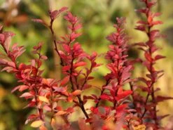 Grüne Heckenberberitze -Edelrosen Geschaft gruene heckenberberitze m006128 w 5