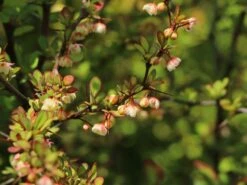 Grüne Heckenberberitze -Edelrosen Geschaft gruene heckenberberitze m006128 w 6