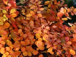 Grüne Heckenberberitze -Edelrosen Geschaft gruene heckenberberitze m006128 w 9