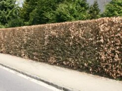 Hainbuche / Weißbuche 30 Hainbuche / Weißbuche -Edelrosen Geschaft hainbuche weissbuche carpinus betulus m002616 w 1