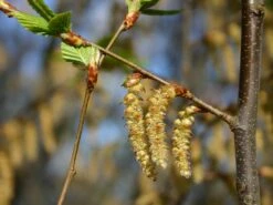 Hainbuche / Weißbuche 31 Hainbuche / Weißbuche -Edelrosen Geschaft hainbuche weissbuche carpinus betulus m002616 w 2