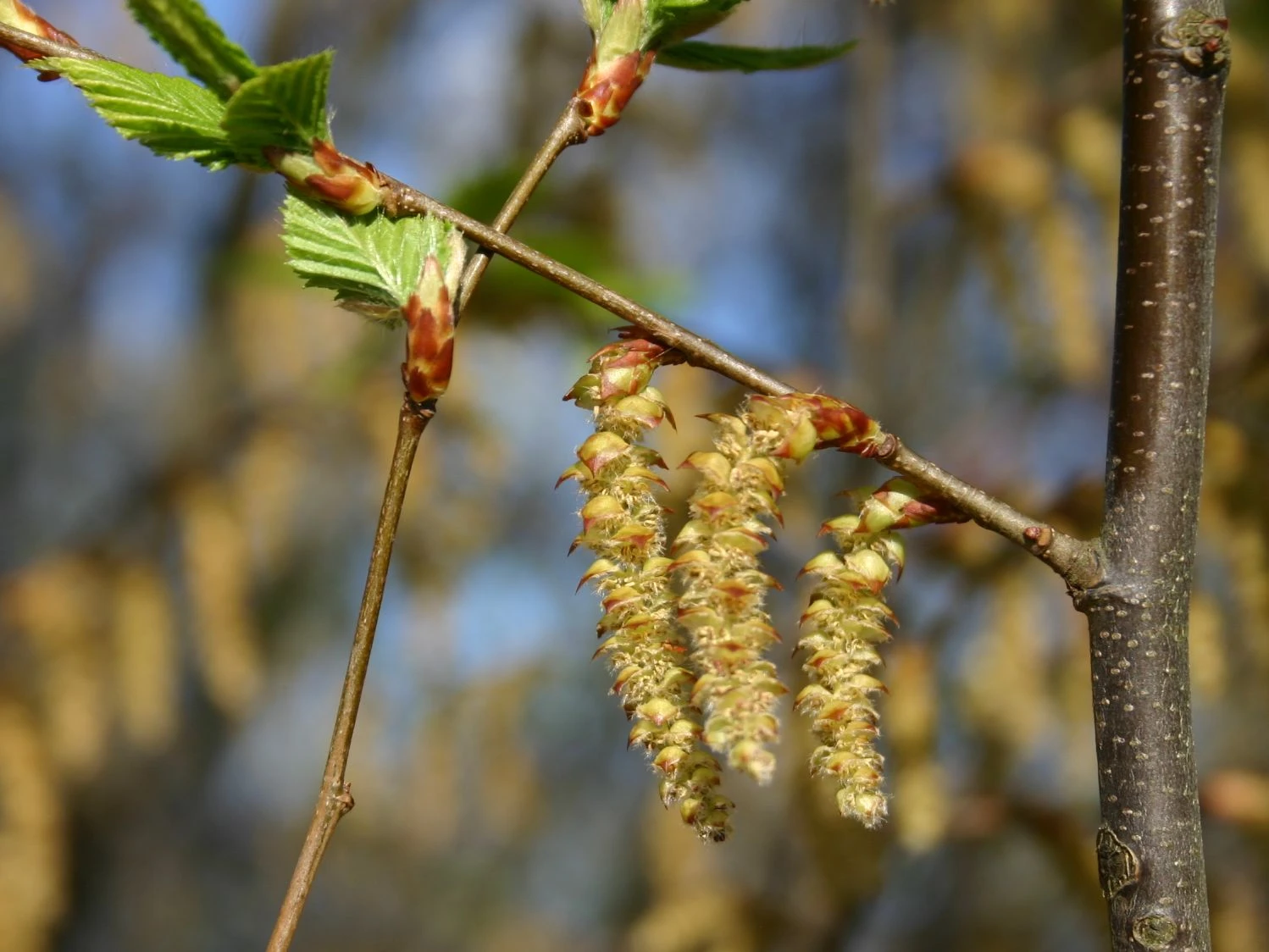 Hainbuche / Weißbuche 12 Hainbuche / Weißbuche – Bild 12