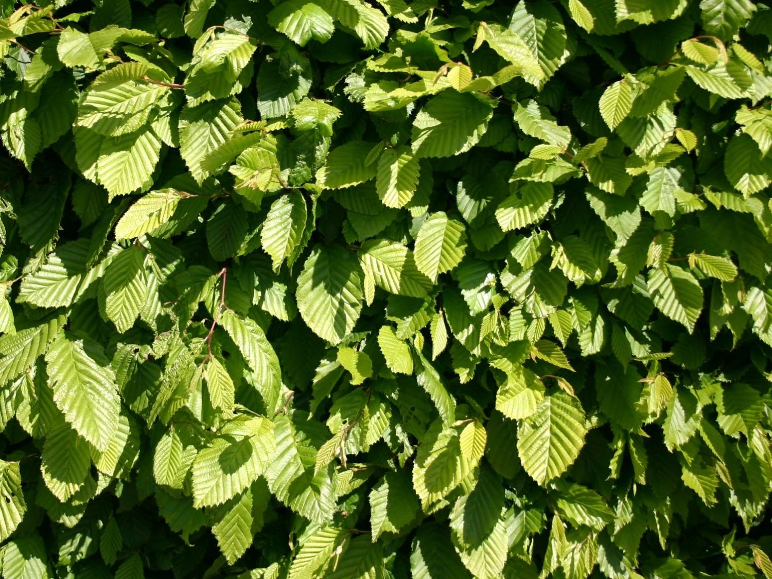 Hainbuche / Weißbuche 13 Hainbuche / Weißbuche – Bild 13