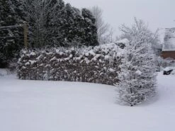 Hainbuche / Weißbuche 26 Hainbuche / Weißbuche -Edelrosen Geschaft hainbuche weissbuche carpinus betulus m002616 w 4