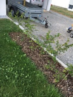 Hainbuche / Weißbuche 39 Hainbuche / Weißbuche -Edelrosen Geschaft hainbuche weissbuche m002616 401538 1