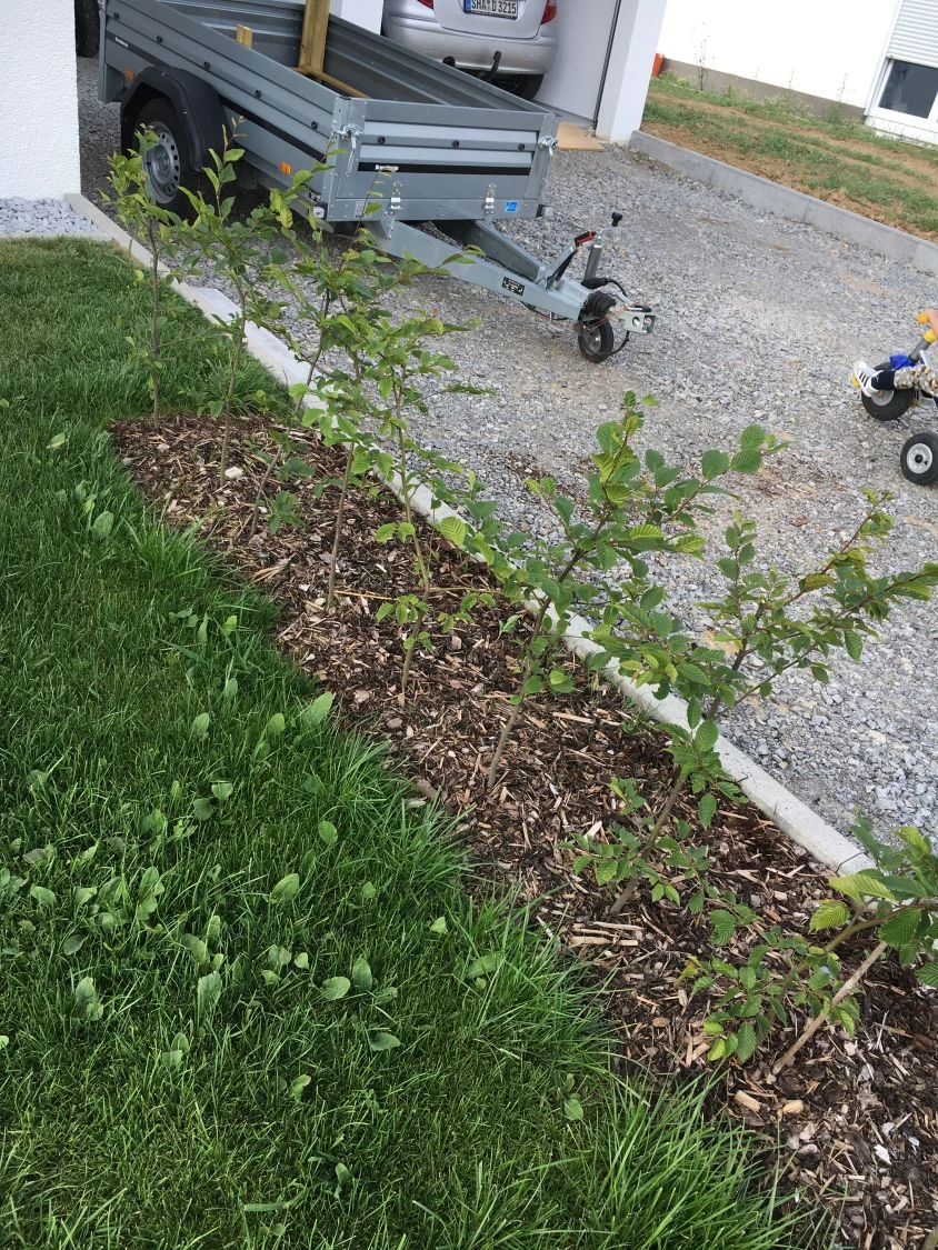 Hainbuche / Weißbuche 20 Hainbuche / Weißbuche – Bild 20