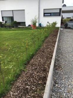 Hainbuche / Weißbuche 38 Hainbuche / Weißbuche -Edelrosen Geschaft hainbuche weissbuche m002616 401538 2