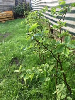 Hainbuche / Weißbuche 37 Hainbuche / Weißbuche -Edelrosen Geschaft hainbuche weissbuche m002616 871159 0