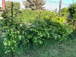 Hainbuche / Weißbuche 36 Hainbuche / Weißbuche -Edelrosen Geschaft hainbuche weissbuche m002616 871159 1