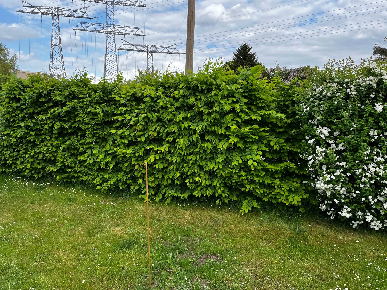 Hainbuche / Weißbuche 15 Hainbuche / Weißbuche – Bild 15