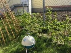 Hainbuche / Weißbuche 35 Hainbuche / Weißbuche -Edelrosen Geschaft hainbuche weissbuche m002616 881347 0