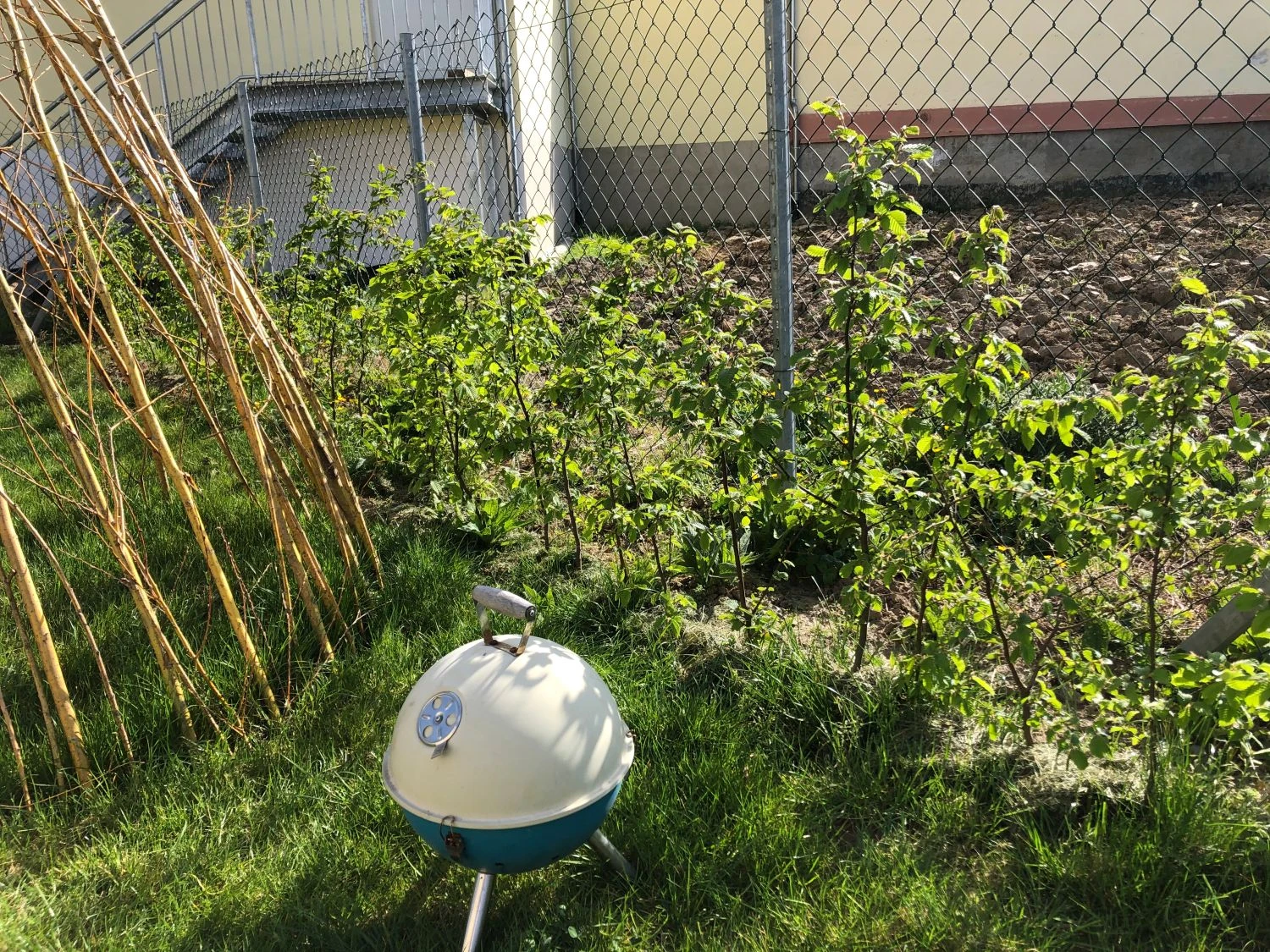 Hainbuche / Weißbuche 16 Hainbuche / Weißbuche – Bild 16