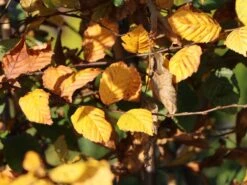 Hainbuche / Weißbuche 33 Hainbuche / Weißbuche -Edelrosen Geschaft hainbuche weissbuche m002616 w 0