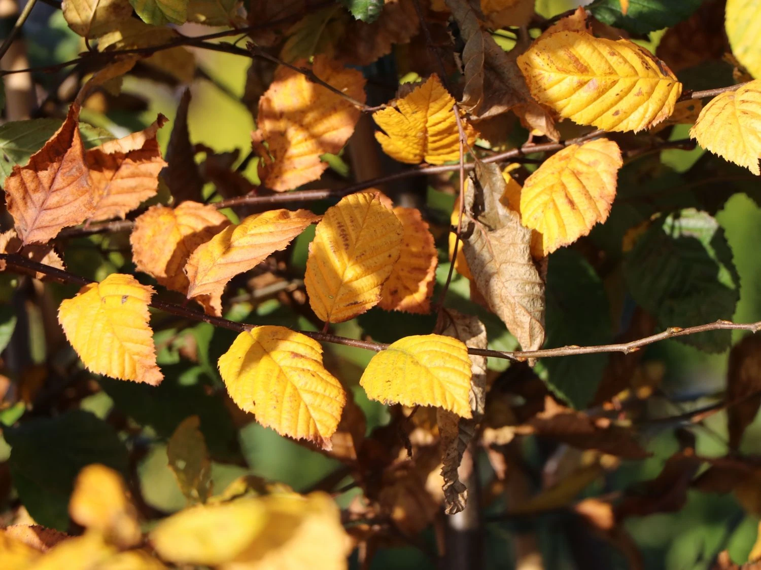 Hainbuche / Weißbuche 14 Hainbuche / Weißbuche – Bild 14