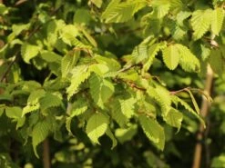 Hainbuche / Weißbuche 24 Hainbuche / Weißbuche -Edelrosen Geschaft hainbuche weissbuche m002616 w 1