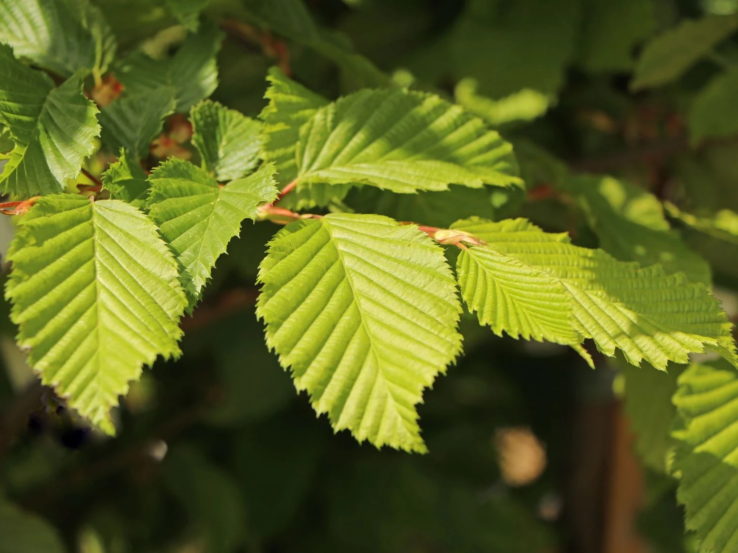 Hainbuche / Weißbuche 6 Hainbuche / Weißbuche – Bild 6