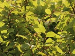 Hainbuche / Weißbuche 28 Hainbuche / Weißbuche -Edelrosen Geschaft hainbuche weissbuche m002616 w 3