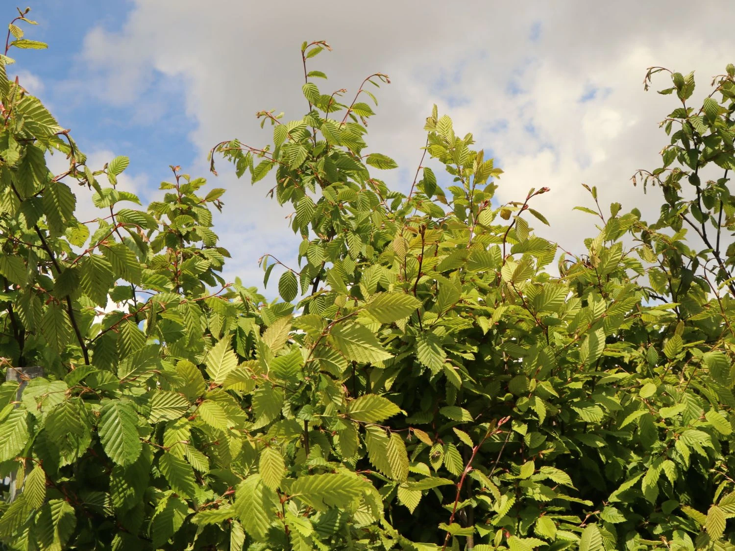 Hainbuche / Weißbuche 8 Hainbuche / Weißbuche – Bild 8