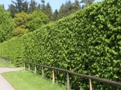 Hainbuche / Weißbuche 29 Hainbuche / Weißbuche -Edelrosen Geschaft hainbuche weissbuche m002616 w 5