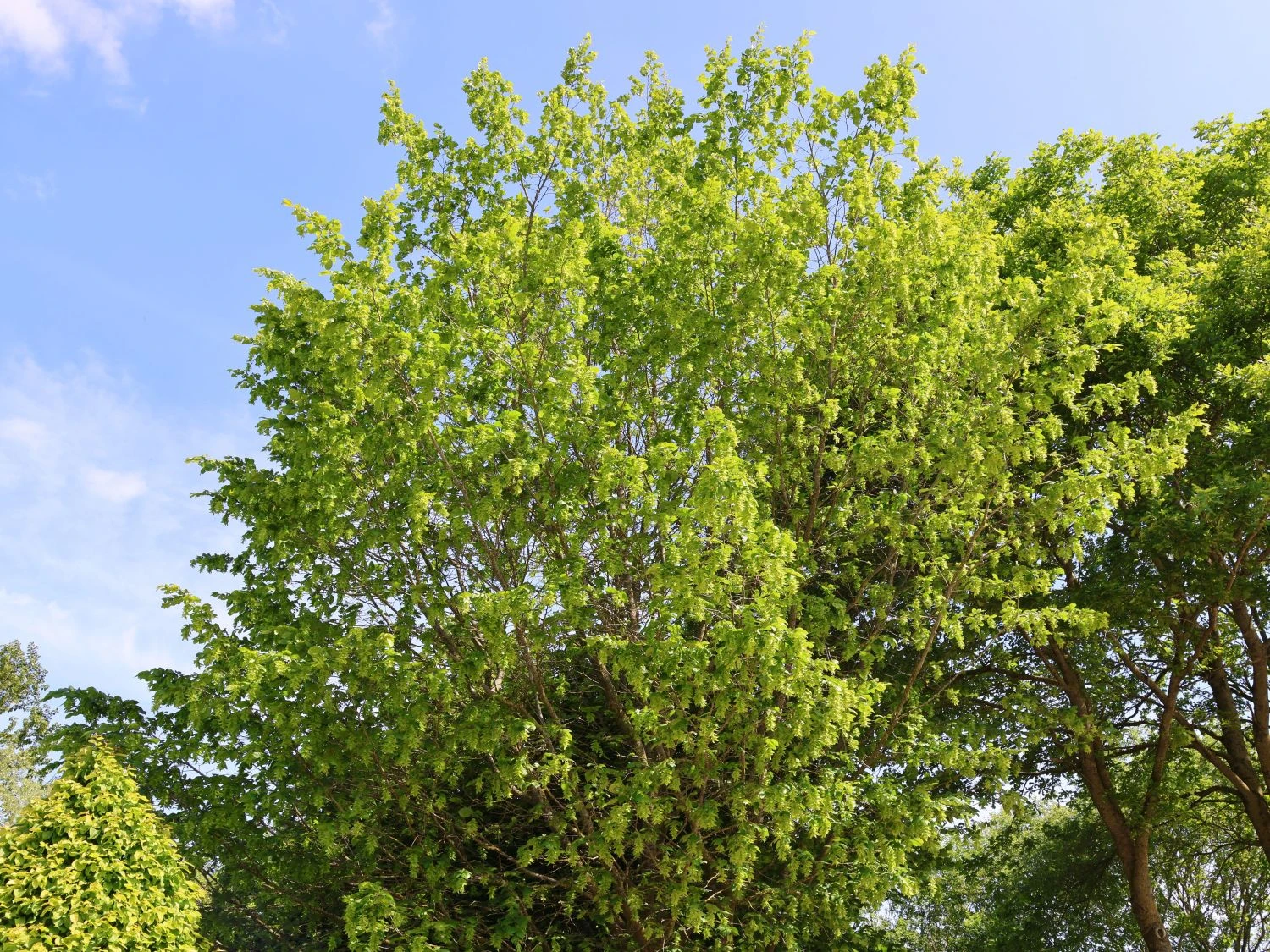 Hainbuche / Weißbuche 2 Hainbuche / Weißbuche – Bild 2