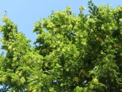 Hainbuche / Weißbuche 22 Hainbuche / Weißbuche -Edelrosen Geschaft hainbuche weissbuche m002616 w 7