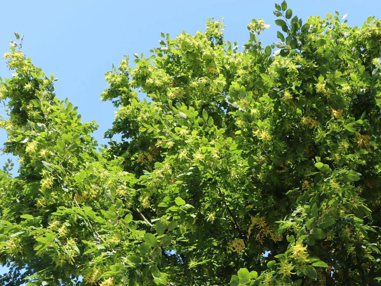 Hainbuche / Weißbuche 3 Hainbuche / Weißbuche – Bild 3